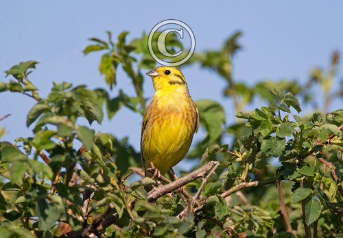 Yellowhammer 4 DM0172